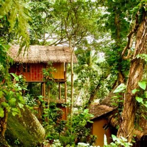 jungle picture_